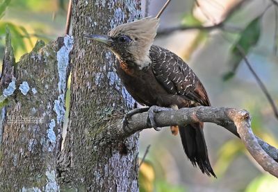 Bleekkuifspecht  - Pale-crested woodpecker - Celeus lugubris