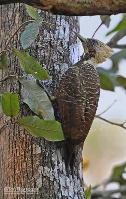 Bleekkuifspecht  - Pale-crested woodpecker - Celeus lugubris