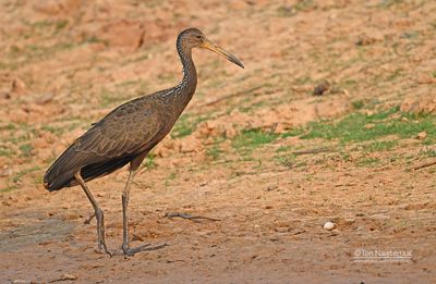 Limpkin