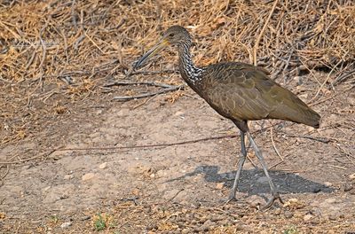 Limpkin