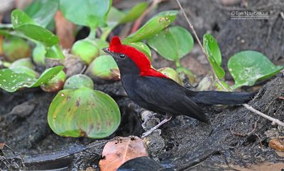 Helmmanakin - Helmeted Manakin - Antilophia galeata