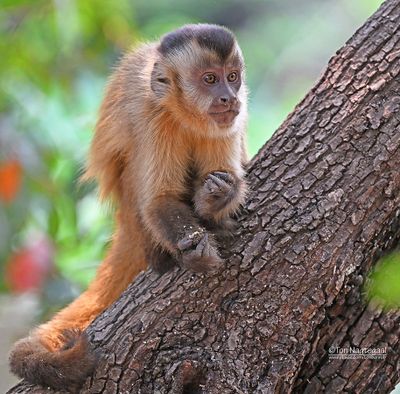 Azara's kapucijnaap - Azara's Capuchin - Sapajus cay