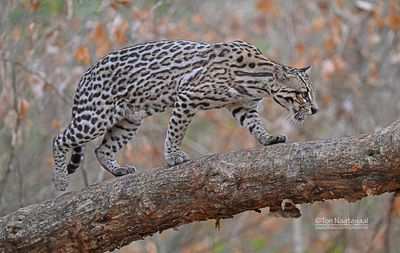 Pardelkat - Ocelot - Leopardus pardalis