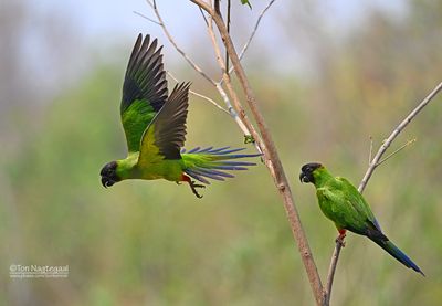 Nandayparkiet - Nanday Parakeet - Aratinga nenday