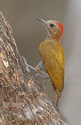 Musspecht - Little woodpecker- Dryobates passerinus