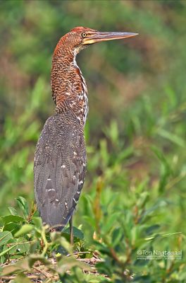 Rosse tijgerroerdomp - Rufescent tiger heron - Tigrisoma lineatum
