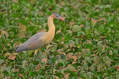 Fluitreiger - Whisling Heron - Syrigma sibilatrix