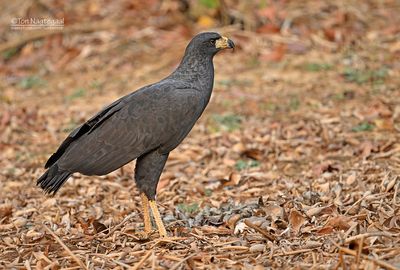 Zwarte arendbuizerd - Great Black hawk - Buteogallus urubitinga