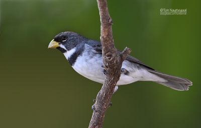 Witbaarddikbekje - Double-collared Seedeater - Sporophila caerulescens