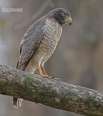 Wegbuizerd - Roadside Hawk - Rupornis magnirostris