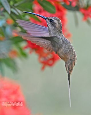 Oostelijke langstaartheremietkolibrie - Buff-Bellied Hermiet - Phaethornis subochraceus