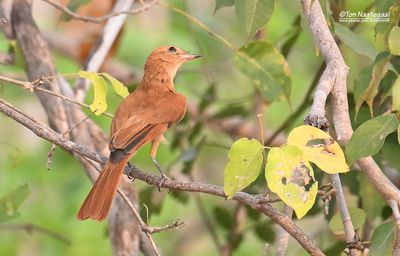 Rosse casiornis - Rufous Casiornis - Casiornis rufus