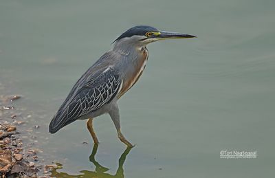 Mangrovereiger - Straited heron - Butorides striatus