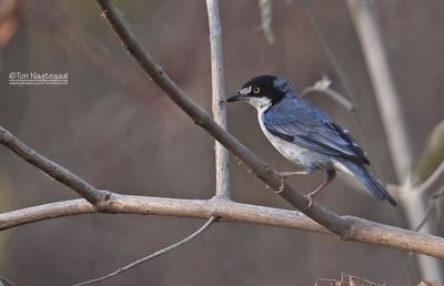 Kaptangare - Hooded Tanager - Nemosia pileata