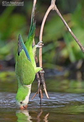 Monniksparkiet - Monk Parakeet - Myiopsitta monachus