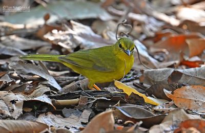 Amazonezanger - Flavescent warbler - Myiothlypis flaveola