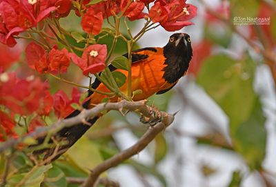 Amazonetroepiaal - Orange-backed troupial - Icterus croconotus