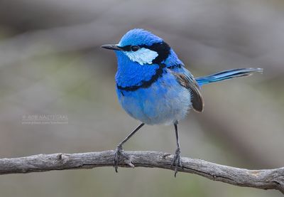 Prachtelfje - Splendid Fairywren - Malurus splendens