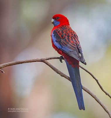 Pennantrosella - Crimson Rosella - Platycercus elegans