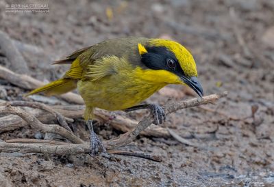 Geelpluimhoningeter - Yellow-tufted Honeyeater - Lichenostomus melanops
