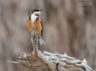 Zwarthalshoningvogel - Eastern Spinebill - Acanthorhynchus tenuirostris