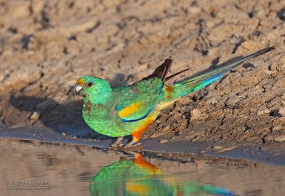 Regenboogparkiet - Mulga parrot - Psephotellus varius