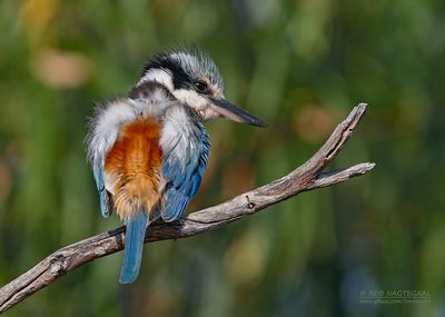 Roodrugijsvogel - Red-backed Kingfisher - Todiramphus pyrrhopygius