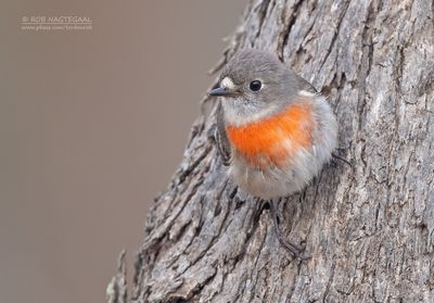 Scharlaken vliegenvanger - Scarlet robin - Petroica boodang