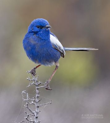 Witvleugelelfje - White-winged fairywren - Malurus leucopterus