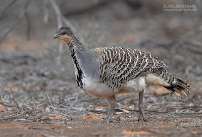 Thermometervogel - Malleefowl - Leipoa ocellata