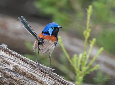 Roestschouderelfje - Purple-backed Fairywren - Malurus assimilis