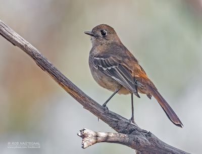 Malleefluiter - Southern Scrub-Robin - Drymodes brunneopygia