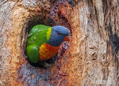 Lori van de Blauwe Bergen - Rainbow Lorikeet - Trichoglossus moluccanus