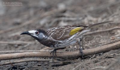Witvoorhoofdhoningeter - White-fronted Honeyeater - Purnella albifrons