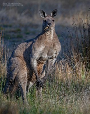 Westelijke grijze reuzenkangoeroe - Western grey kangaroo - Macropus fuliginosus