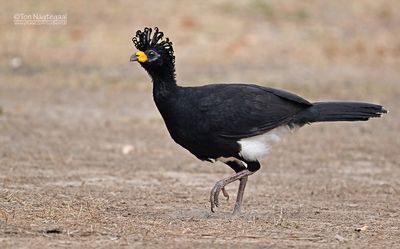 Maskerhokko - Bare-faced Curassow - Crax fasciolata