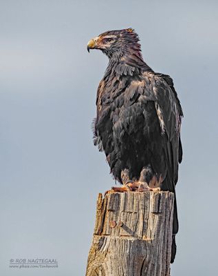 Wigstaartarend - Wedge-tailed eagle - Aquila audax