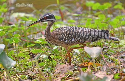 Sunbittern