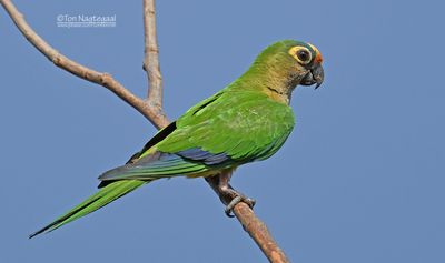 Goudvoorhoofdparkiet - Peach-fronted parakeet - Eupsittula aurea