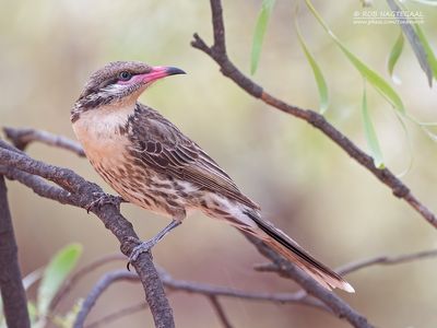 Goudkeelhoningeter - Spiny-cheeked Honeyeater - Acanthagenys rufogularis