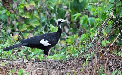 Witkeelgoean - White-throated piping guan - Pipile grayi
