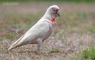 Langsnavelkaketoe - Long-billed Corella - Cacatua tenuirostris