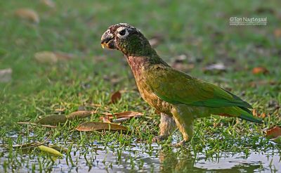 maximiliaanmargrietje__scalyheaded_parrot__pionus_maximiliani