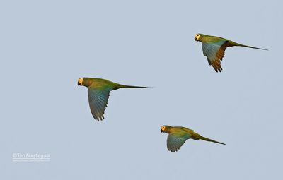 Roodbuikara - Red-bellied macaw - Orthopsittaca manilatus