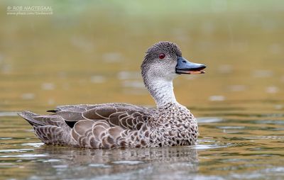 Australische taling - Grey Teal - Anas gracilis