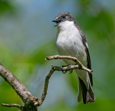 Bonte vliegenvanger - Pied Flycatcher - Ficedula hypoleuca