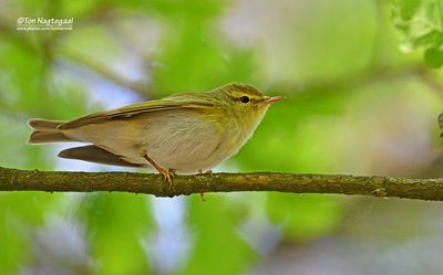 Fluiter - Wood warbler - Phylloscopus sibilatrix