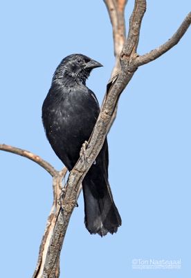 Chopitroepiaal - Chopi Blackbird - Gnorimopsar chopi