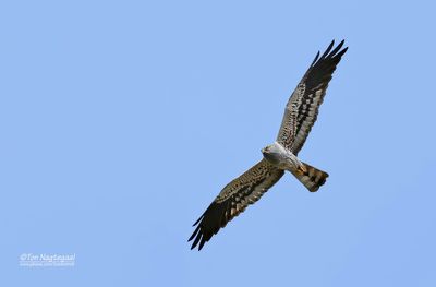 Grauwe kiekendief - Montagu's harrier - Circus pygargus