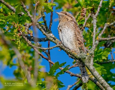 Draaihals - Wryneck - Jynx torguilla